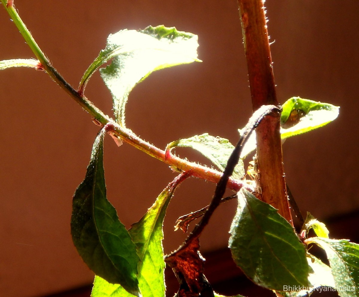 Pluchea paniculata (Willd.) Karthik. & Moorthy